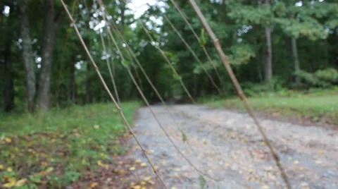Tree branches moving in the wind Stock Footage 44445164