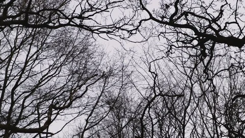 Tree Branches Moving In The Wind Video stock 102631627