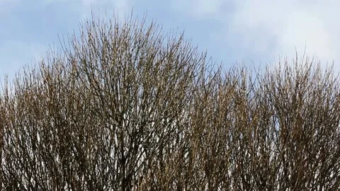 Tree branches moving in wind Stock Footage 108649063