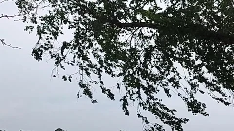 Tree branches moving in wind Stock Footage 310884187