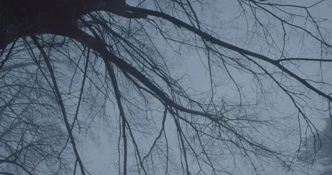 Tree branches moving in the wind at night in a scary cloudy gray sky in front of Vídeos de archivo 110698560