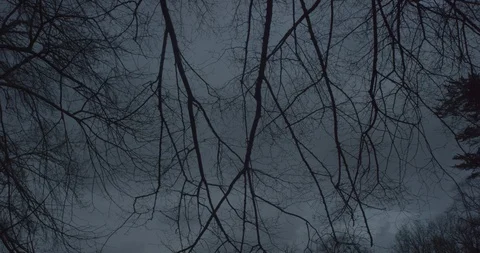 Tree branches moving in the wind at night in a scary cloudy gray sky in dark Stock Footage