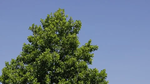 Tree branches moving in the wind on a spring day Stock-Footage 335647065
