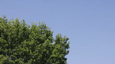 Tree branches moving in the wind on a spring day Stock Footage 335647066
