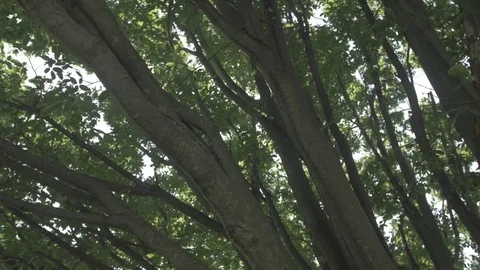 Tree Branches MS - Flat Profile Stock Footage 79544557