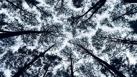 Tree branches in nature, flora, view from below Stock Photos