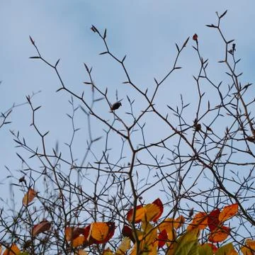 Tree branches in the nature Stock Photos