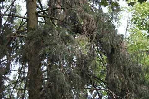 Tree branches with needles Stock Photos