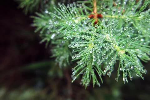Tree branches needles water drops macro photo as the background. Stock Photos