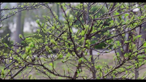 Tree Branches with New Growth for Mindfulness Background Use Stock Footage 327800269