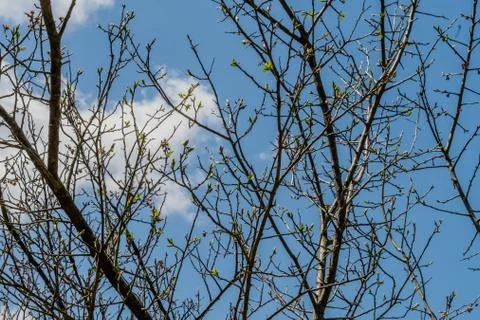 Tree branches with new spring buds Stock Photos