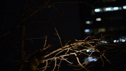 Tree branches - Night Building in background Stock Footage 101566562