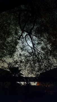 Tree branches night moon dark landscape Stock Photos