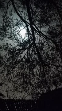 Tree branches night moon dark landscape Foto stock