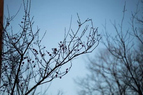 Tree branches at night Shadow of the branches at night night sky background Stock Photos