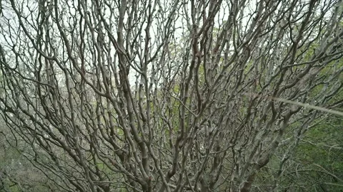Tree Branches no leaves Stock Footage 172352652
