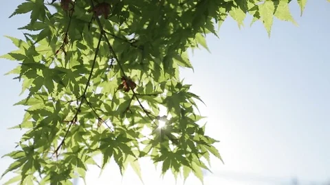 Tree branches at noon Stock Footage 77129467