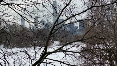Tree branches obscure ice-covered Central Park lake during winter - NYC Stock Footage 150658292
