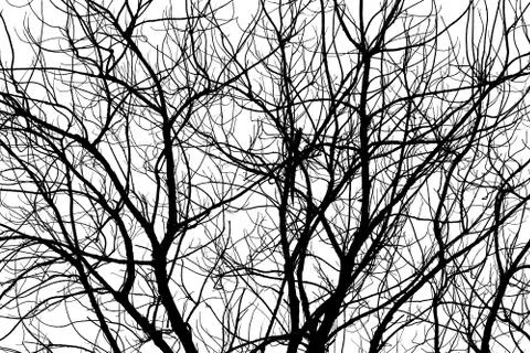 Tree branches. Outline of branches is an Abstract background. Foto stock