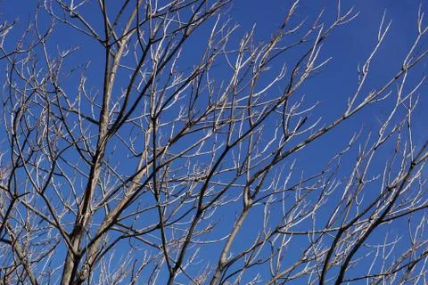 Tree branches over the blue sky Stock-Fotos