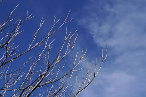 Tree branches over the blue sky Stock Photos