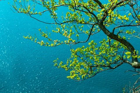 Tree branches over a clear blue mountain lake with Copy Space Stock Photos