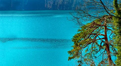 Tree branches over a clear blue mountain lake with Copy Space Stock Photos