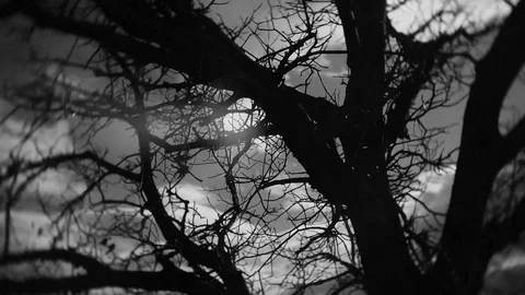 Tree branches over the sky passing by Stock Footage 114461925