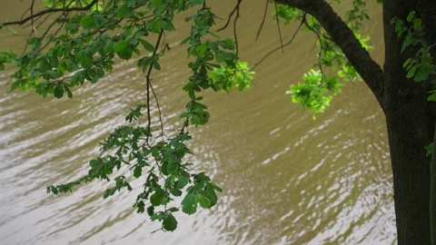 Tree branches over the water Stock Footage 329092881