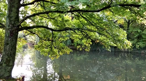 Tree branches over the water of pond Stock Footage 56886665