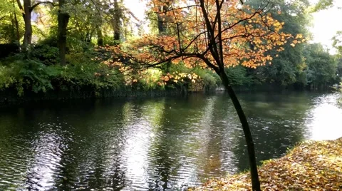 Tree branches over the water of pond Stock Footage 58623014