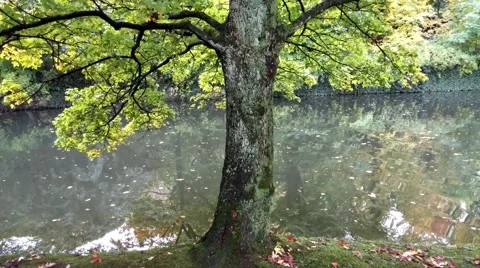 Tree branches over the water of pond Stock Footage 58623026