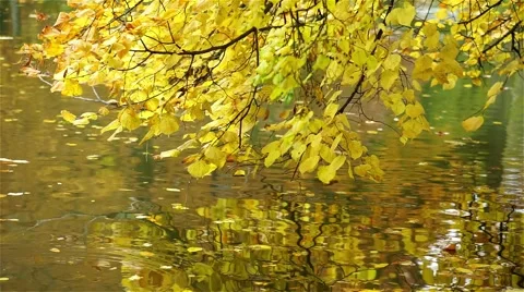 Tree branches over the water of pond Stock Footage 59092750