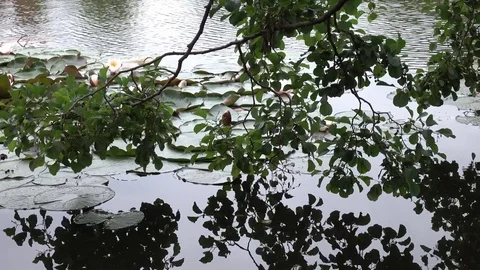 Tree branches over the water surface of pond Stock Footage 76950371