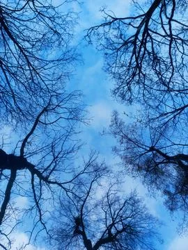 Tree branches over winter sky background Stock Photos