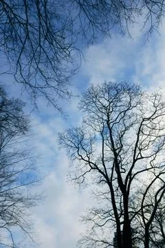 Tree branches over winter sky background Stock Photos