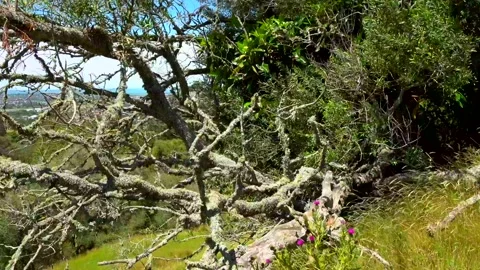 Tree branches overgrown with moss Stock-Footage 132101395