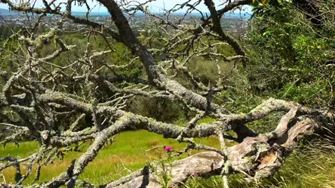 Tree branches overgrown with moss Stock Footage 132101451