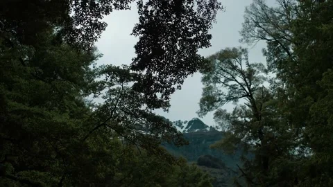 Tree branches overhead covering mountain view Stock Footage 140610867