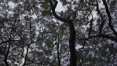 Tree branches overhead Stock Footage 346749945