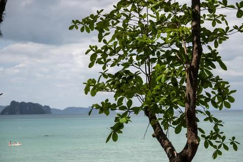 Tree branches overlooking calm tropical sea at Krabi Stock-Fotos