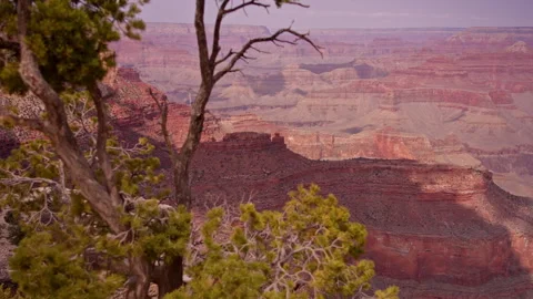 Tree Branches Overlooking Layered Grand Canyon Stock Footage 313531720