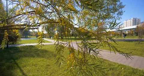 Tree branches in a park Видео 96583132
