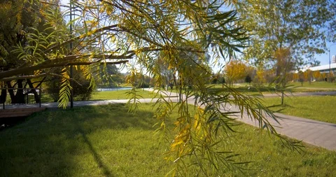 Tree branches in a park Stock Footage 96583304
