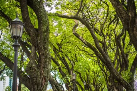 Tree branches in the park. Shevelev. Stock Photos