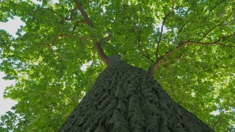Tree branches in park at summer. Slow motion Stock Footage 76837043