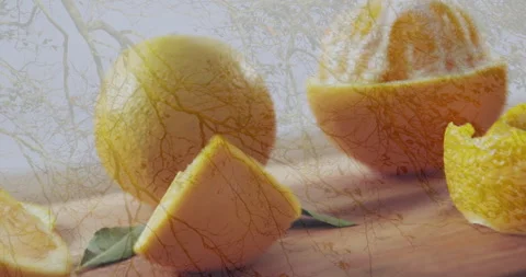 Tree branches pattern overlaying slices of orange and whole fruit in animation Stock Footage 305835699