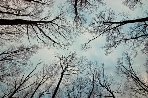 Tree branches Foto stock