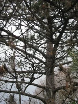 Tree Branches Stock Photos