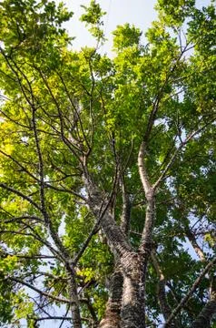Tree branches Stock Photos